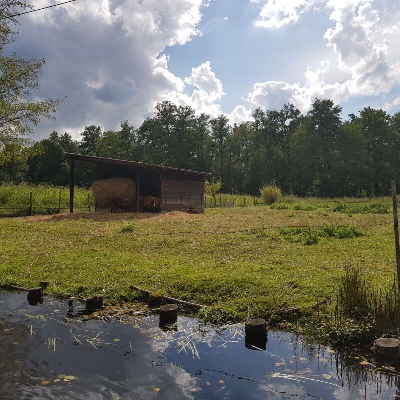 2025_08_30_Sommertour_Spreewald (6)_0001.jpg